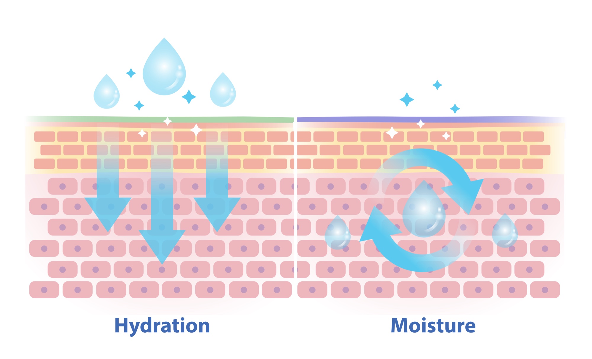 Diagram comparing hydration and moisture: water drawn into the skin’s outer layer, and water held in the skin by its barrier