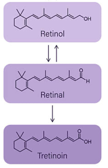 Diagram of the retinoid pathway: retinol converts to retinal (retinaldehyde), which converts to tretinoin (retinoic acid)